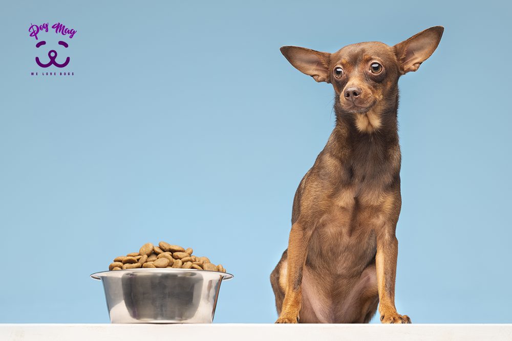 بیماری شایع در سگ‌ها در اثر تغذیه نامناسب
