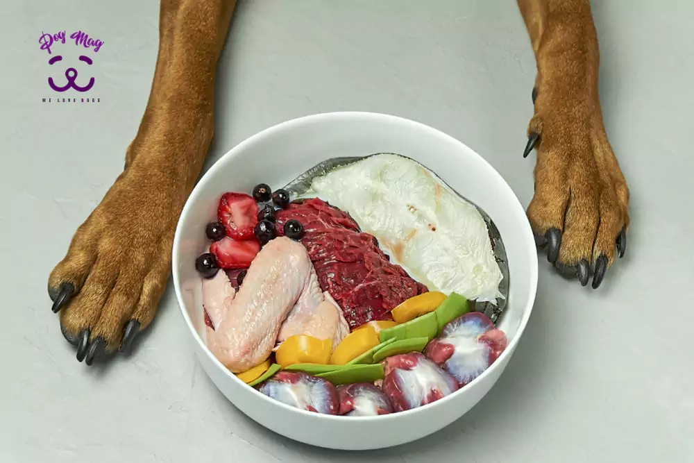 چه میزان تغذیه برای سگ مناسب است