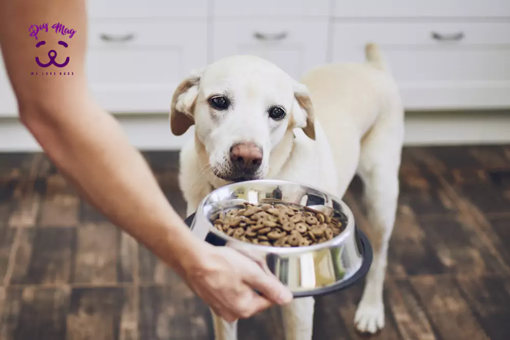 اهمیت رژیم غذایی سگ