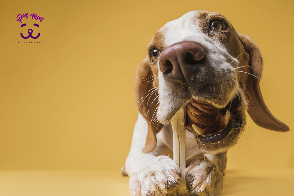 بیماری شایع در سگ‌ها در اثر تغذیه نامناسب