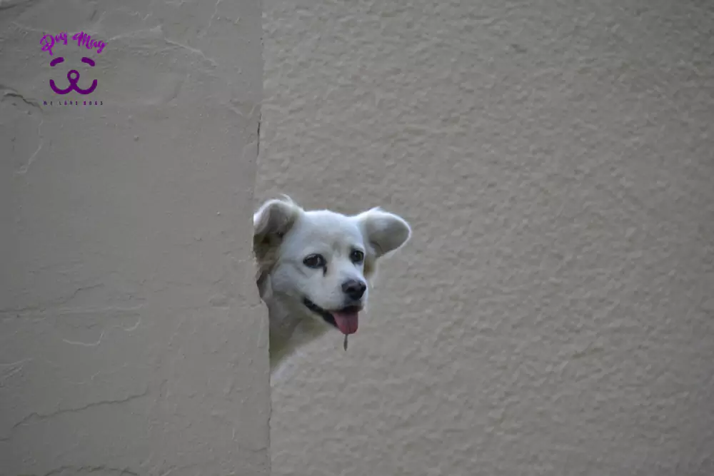 خیره شدن سگ به دیوار