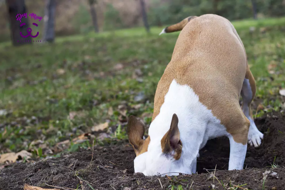 چرا سگ ها چیزها را دفن می کنند