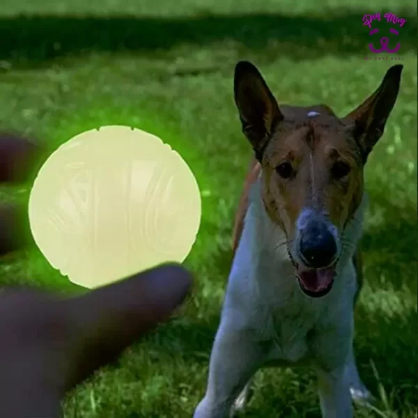 توپ درخشنده بازی سگ
