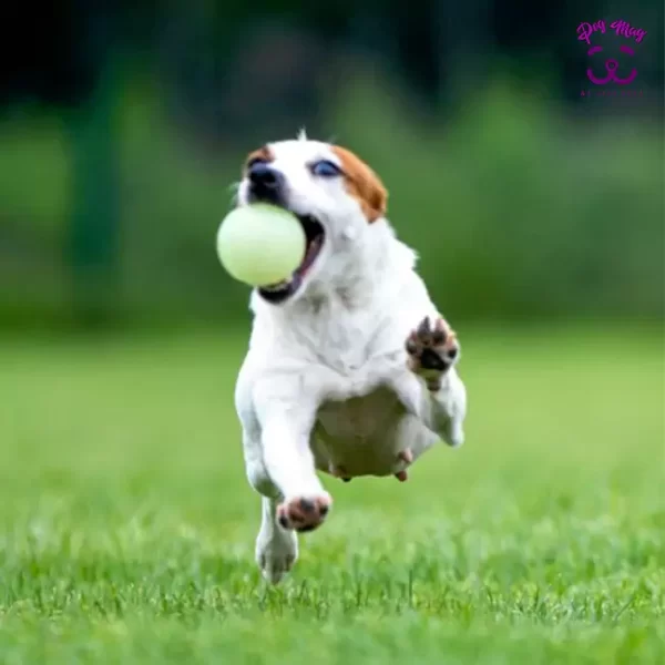 توپ درخشنده بازی سگ