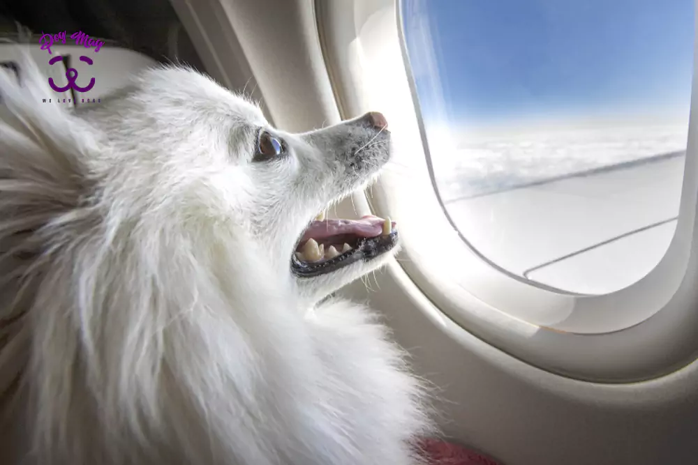 راهنمای سفر هوایی برای سگ
