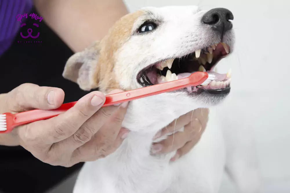 اهمیت مراقبت و نگهداری دندان‌های سگ